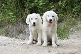 GOLDEN RETRIEVER 766